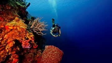 CORAL SPAWNING WEEK!    Compass Point & Ocean Frontiers, East End, Grand Cayman September 2-9, 2023